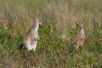 Wilsons Promontory Private 1 day tour