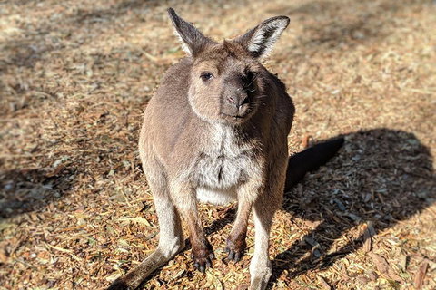 Blue Mountains Private Tour - Wild Kangaroos, Waterfalls And The Three Sisters - Restaurant Guide 2