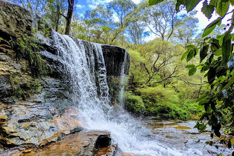 Blue Mountains Private Tour - Wild Kangaroos, Waterfalls And The Three Sisters - Restaurant Guide 5