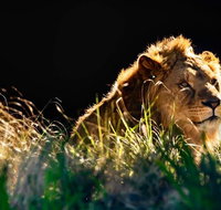 Sydney Taronga Zoo General Entry Ticket - Restaurant Guide
