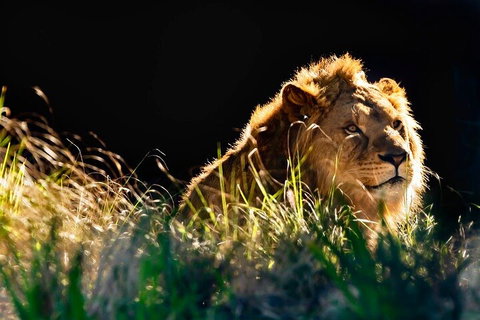 Sydney Taronga Zoo General Entry Ticket - Restaurant Guide 0