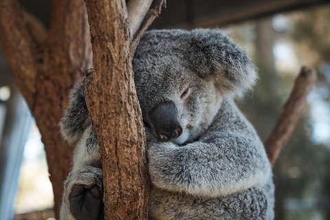 Sydney Taronga Zoo General Entry Ticket - Restaurant Guide 3