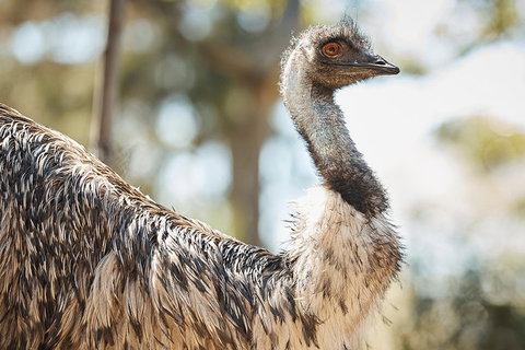 Sydney Taronga Zoo General Entry Ticket - Restaurant Guide 4