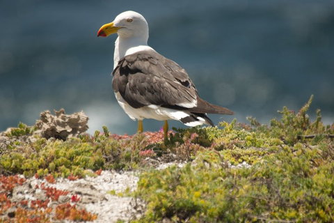 From The Mountains To The Bay - 4 Day Rediscovery Small Group Tour - Restaurant Guide 1