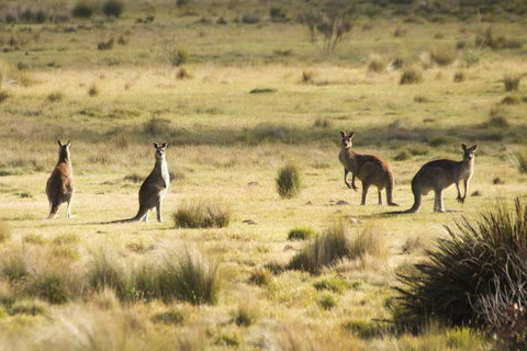 From The Mountains To The Bay - 4 Day Rediscovery Small Group Tour - Restaurant Guide 4