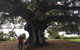 Private Tour: Half-Day Iconic Sydney - thumb 1