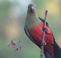 Inside the Greater Blue Mountains World Heritage - A Wildlife Safari Overnight - Restaurant Guide