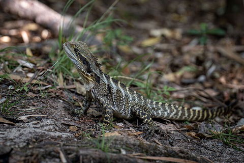 Cape Byron Aboriginal Tour - Restaurant Guide 3
