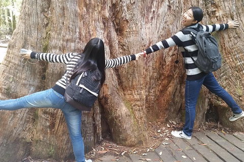 Mt Field National Park Active Day-Trip Including Bonorong And Mt Wellington - Restaurant Guide 0