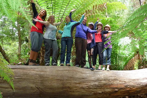 Mt Field National Park Active Day-Trip Including Bonorong And Mt Wellington - Restaurant Guide 3
