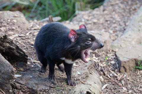 Mt Field National Park Active Day-Trip Including Bonorong And Mt Wellington - Restaurant Guide 5