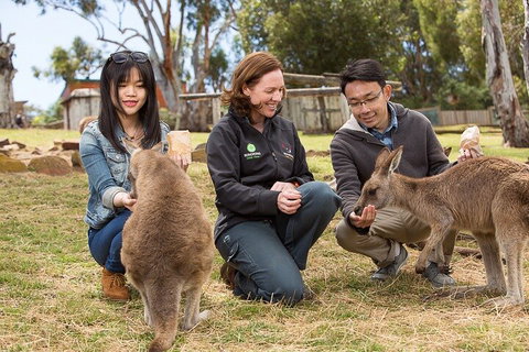 Bonorong Wildlife Park And Richmond Afternoon Tour From Hobart - Restaurant Guide 1