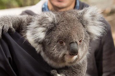 Bonorong Wildlife Park And Richmond Afternoon Tour From Hobart - Restaurant Guide 2