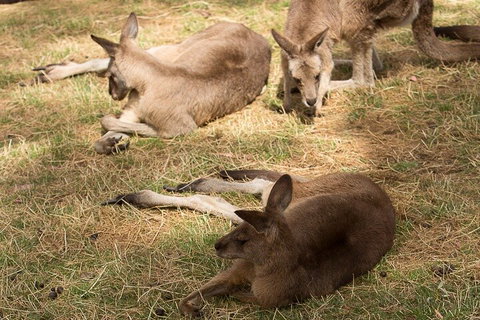 Bonorong Wildlife Park And Richmond Afternoon Tour From Hobart - Restaurant Guide 3