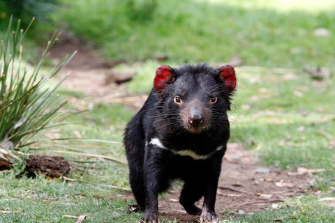 Bonorong Wildlife Park And Richmond Afternoon Tour From Hobart - Restaurant Guide 4