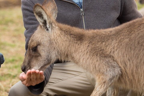 Bonorong Wildlife Park And Richmond Afternoon Tour From Hobart - Restaurant Guide 5