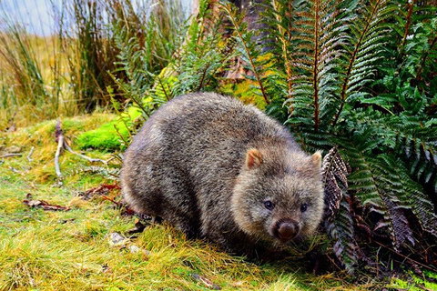 Mt Field National Park And Russell Falls From Hobart - Restaurant Guide 1