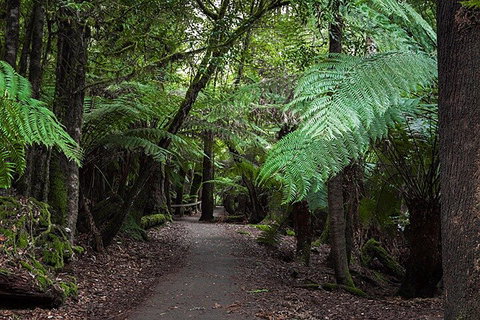 Mt Field National Park And Russell Falls From Hobart - Restaurant Guide 3