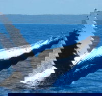 Mooloolaba Whale Watching Tour - Restaurant Guide