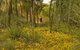 2-Day Wave Rock, York, Wildflowers & Aboriginal Experience - thumb 2