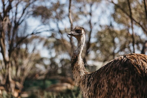 Wave Rock, York, Wildflowers, And Aboriginal Cultural Day Tour From Perth - Restaurant Guide 4
