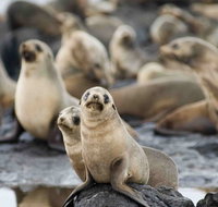 Puffing Billy Wildlife Sanctuary  Penguins Day Tour from Melbourne - Restaurant Guide