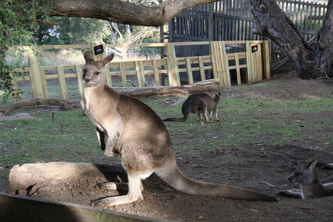 Mt. Wellington, Bonorong And Richmond Day Tour From Hobart - Restaurant Guide 2