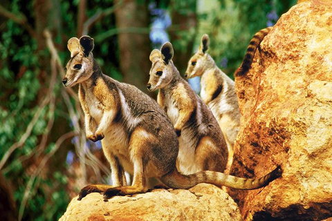 Sydney Harbour Hop On Hop Off Cruise With Taronga Zoo Entry - Restaurant Guide 4