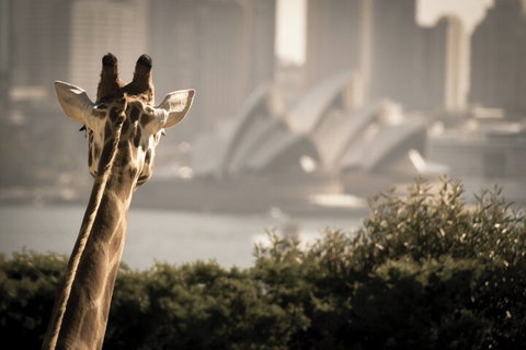 Sydney Harbour Hop On Hop Off Cruise With Taronga Zoo Entry - Restaurant Guide 5