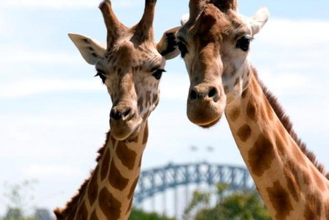 Sydney Harbour Ferry With Taronga Zoo Entry Ticket - Restaurant Guide 1