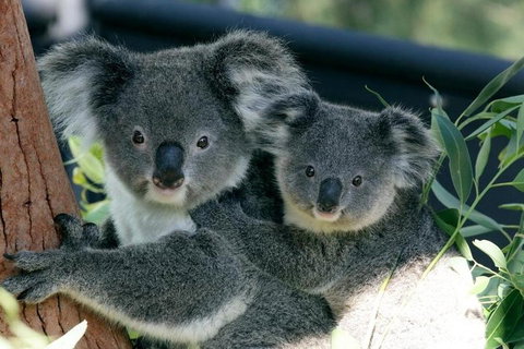 Sydney Harbour Ferry With Taronga Zoo Entry Ticket - Restaurant Guide 3