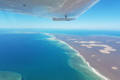Monkey Mia Dolphins & Shark Bay Air Tour From Perth - Restaurant Guide 2