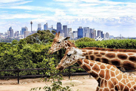 Go City | Sydney Explorer Pass With 20+ Attractions And Tours - Restaurant Guide 2