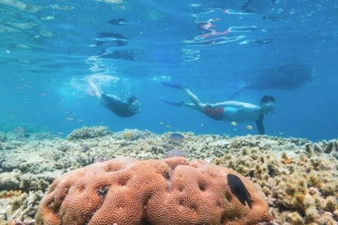 Great Barrier Reef Day Cruise To Reefworld - Restaurant Guide 1