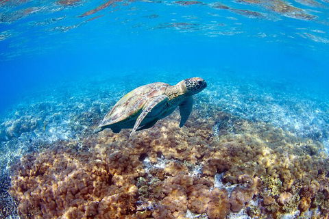 Great Barrier Reef Day Cruise To Reefworld - Restaurant Guide 5