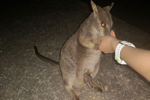 Private Tour To Paronella Park, Historic Village Herberton And Wild Life Wallaby - Restaurant Guide 0