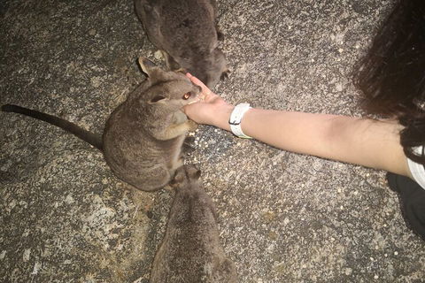 Private Tour To Paronella Park, Historic Village Herberton And Wild Life Wallaby - Restaurant Guide 4