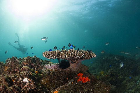 3-Hour Byron Bay Certified Scuba Diving Tour - Restaurant Guide 4