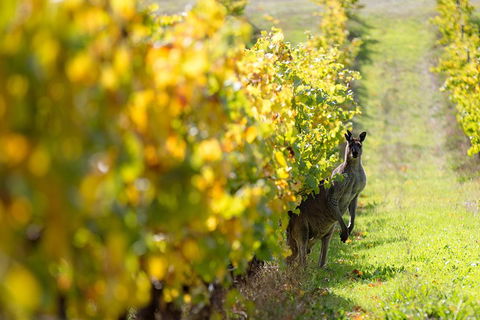 Margaret River 3 Day Escape - Restaurant Guide 4