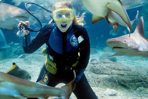 Shark Dive Experience At SEA LIFE Melbourne Aquarium - Restaurant Guide 0