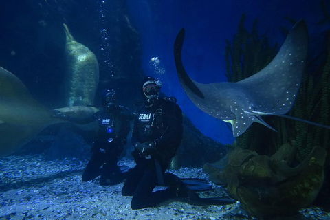 Shark Dive Experience At SEA LIFE Melbourne Aquarium - Restaurant Guide 1