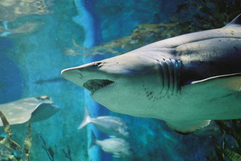 Shark Dive Experience At SEA LIFE Melbourne Aquarium - Restaurant Guide 4
