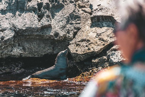 Adventure Rottnest Tour With Ferry & Adventure Cruise From Perth Or Fremantle - Restaurant Guide 1