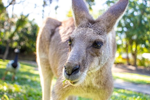 Virtual Interactive Australian Wildlife Tour With Private Guide-Wildlife Habitat - Restaurant Guide 2