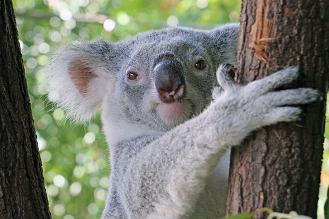 Virtual Interactive Australian Wildlife Tour With Private Guide-Wildlife Habitat - Restaurant Guide 3