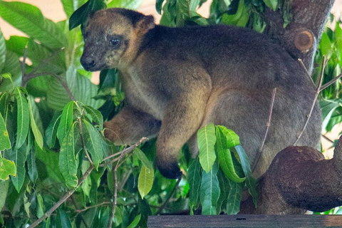 Virtual Interactive Australian Wildlife Tour With Private Guide-Wildlife Habitat - Restaurant Guide 4