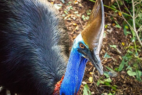 Virtual Interactive Australian Wildlife Tour With Private Guide-Wildlife Habitat - Restaurant Guide 5