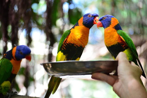 Wildlife Habitat Port Douglas - Restaurant Guide 0