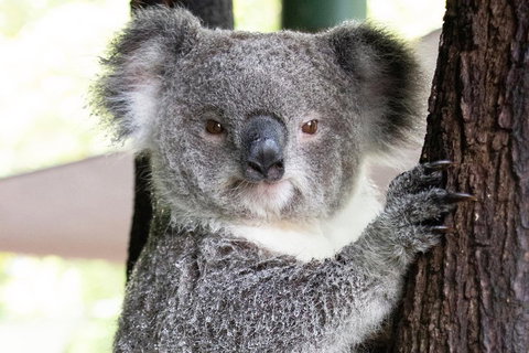 Wildlife Habitat Port Douglas - Restaurant Guide 1