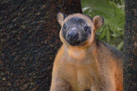 Wildlife Habitat Port Douglas - Restaurant Guide 5